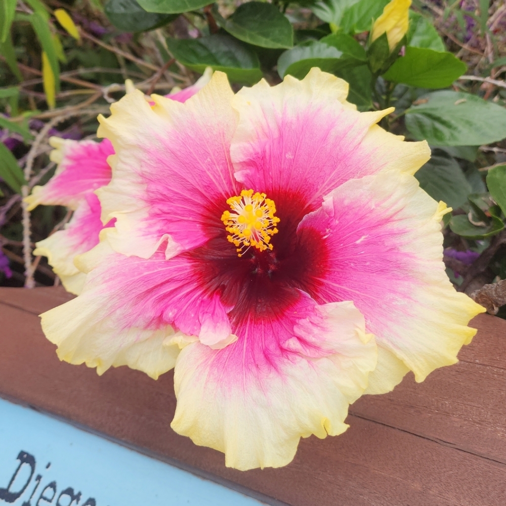 Meet your Posher, Jumis